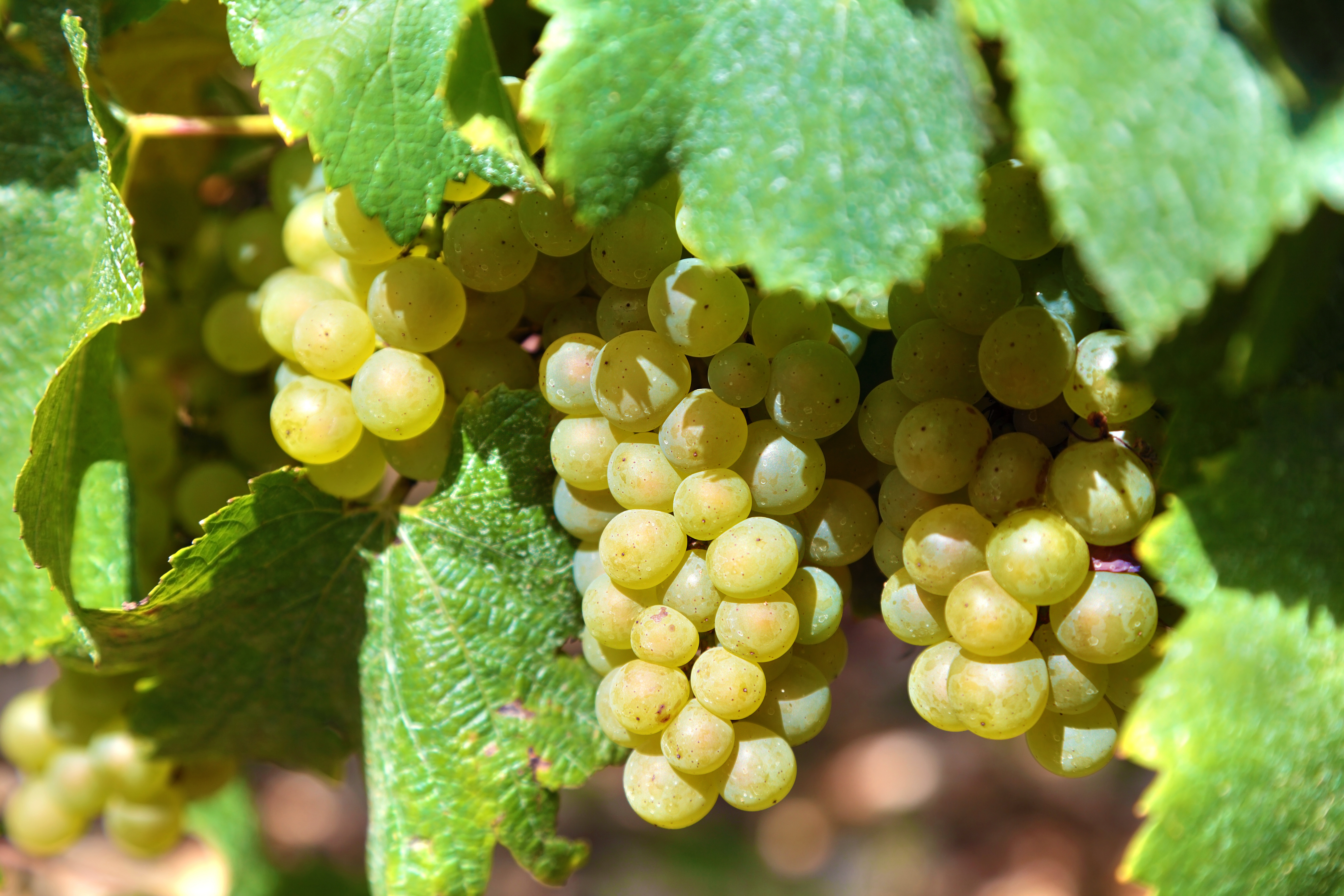 Chardonnay (Šardone) – Najpopularnija sorta belog grožđa!