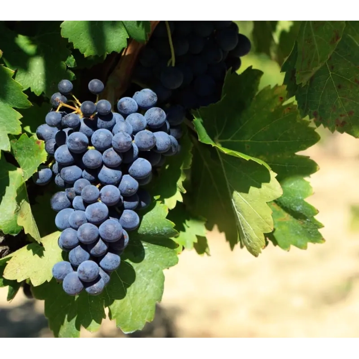 Merlot - Kralj crvenih vina