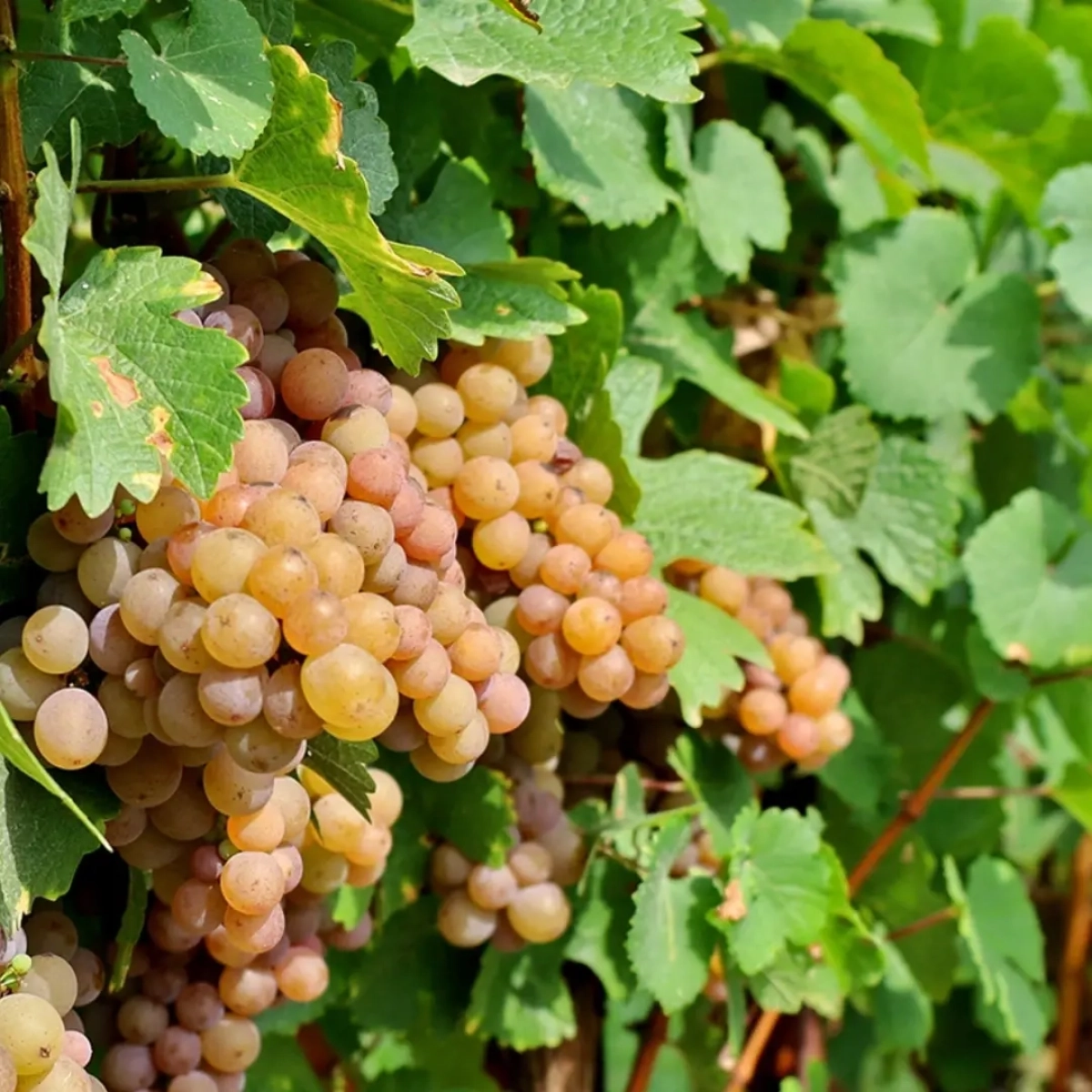 Pinot Grigio – grožđe koje neprestano oduševljava